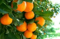 Les oranges du Portugal vous  attendent.